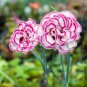 200 Pcs Dianthus 'Grans Favourite' Pinks Perennial Garden Plug Plants