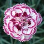 200 Pcs Dianthus 'Grans Favourite' Pinks Perennial Garden Plug Plants