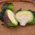 150 Pcs Cabbage - January King Seeds