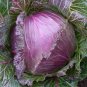 150 Pcs Cabbage - January King Seeds