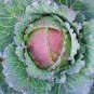 150 Pcs Cabbage - January King Seeds