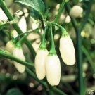 20 Pcs Hot Pepper - Habanero White Seeds