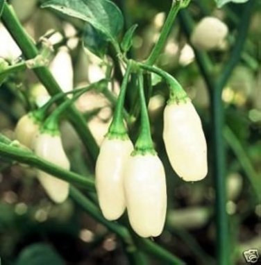 20 Pcs Hot Pepper - Habanero White Seeds