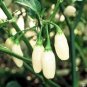 20 Pcs Hot Pepper - Habanero White Seeds