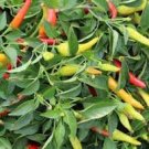 20 Pcs Hot Colorful Chili - Varied life Seeds 20 Pcs Hot Colorful Chili - Varied life Seeds