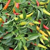 20 Pcs Hot Colorful Chili - Varied life Seeds