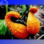 6 Pcs Golden Swan Melon Pumpkin Seeds