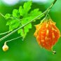 6 Pcs Golden Swan Melon Pumpkin Seeds