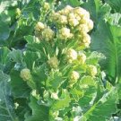 120 Pcs Broccoli - Early White Sprouting Green Vegetable Seeds 120 Pcs Broccoli - Early White Sprouting Green Vegetable Seeds