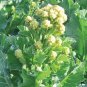 120 Pcs Broccoli - Early White Sprouting Green Vegetable Seeds