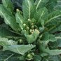 120 Pcs Broccoli - Early White Sprouting Green Vegetable Seeds