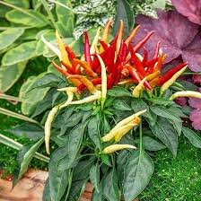 20 Pcs Heirloom Medusa Ornamental Pepper Capsicum annuum