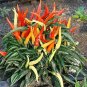 20 Pcs Heirloom Medusa Ornamental Pepper Capsicum annuum