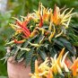 20 Pcs Heirloom Medusa Ornamental Pepper Capsicum annuum