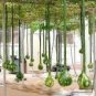 10 Pcs Long Handle Dipper Gourd
