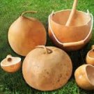 10 Pcs African Bushel Basket Groud Lagenaria siceraria