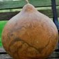 10 Pcs African Bushel Basket Groud Lagenaria siceraria