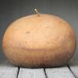 10 Pcs African Bushel Basket Groud Lagenaria siceraria