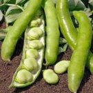 5 Pcs Masterpiece Green Broad Bean 5 Pcs Masterpiece Green Broad Bean