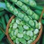 5 Pcs Masterpiece Green Broad Bean