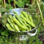 5 Pcs Masterpiece Green Broad Bean
