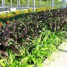 500 Pcs RED JEWEL MILLET Setaria Italica Ornamental Grass Flower
