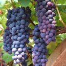 15 Pcs Mixed 6 Varieties of Grape Seeds