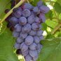 15 Pcs Mixed 6 Varieties of Grape Seeds