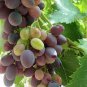 15 Pcs Mixed 6 Varieties of Grape Seeds