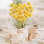 10 Pcs Craspedia Billy Balls Yellow Flower