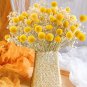 10 Pcs Craspedia Billy Balls Yellow Flower