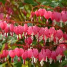 5 Pcs Lamprocapnos spectabilis Mixed Bleeding Heart Perennial Herbs Flower 5 Pcs Lamprocapnos spectabilis Mixed Bleeding Heart Perennial Herbs Flower