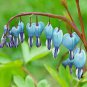 5 Pcs Lamprocapnos spectabilis Mixed Bleeding Heart Perennial Herbs Flower