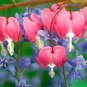 5 Pcs Lamprocapnos spectabilis Mixed Bleeding Heart Perennial Herbs Flower