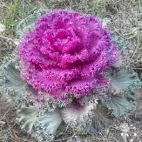 30 Pcs Brassica Oleracea Heirloom Mixed Ornamental Kale