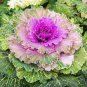 30 Pcs Brassica Oleracea Heirloom Mixed Ornamental Kale