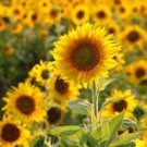 15 Pcs Cut Flower Sunflower Seeds Helianthus Annuus