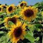 15 Pcs Cut Flower Sunflower Seeds Helianthus Annuus