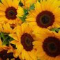 15 Pcs Cut Flower Sunflower Seeds Helianthus Annuus