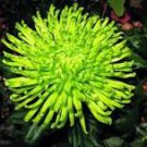 50 Pcs Green Spider Chrysanthemum Courtyard Flower Seeds