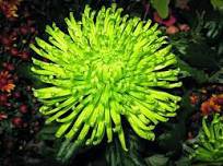 50 Pcs Green Spider Chrysanthemum Courtyard Flower Seeds
