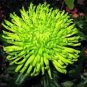 50 Pcs Green Spider Chrysanthemum Courtyard Flower Seeds