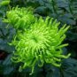 50 Pcs Green Spider Chrysanthemum Courtyard Flower Seeds