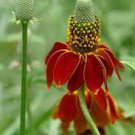 30 Pcs Ratibida Coneflower Mexican Hat Columnifera Midget Seed