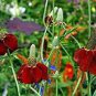 30 Pcs Ratibida Coneflower Mexican Hat Columnifera Midget Seed
