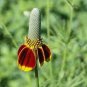30 Pcs Ratibida Coneflower Mexican Hat Columnifera Midget Seed