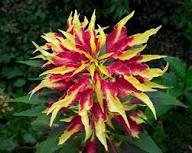 50 Pcs TRICOLOR AMARANTHUS PERFECTA Summer Poinsettia Amaranth Flower Seeds