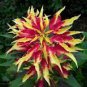 50 Pcs TRICOLOR AMARANTHUS PERFECTA Summer Poinsettia Amaranth Flower Seeds