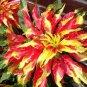 50 Pcs TRICOLOR AMARANTHUS PERFECTA Summer Poinsettia Amaranth Flower Seeds