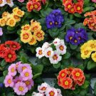 30 Pcs Primula Vulgaris Mix Common Primrose Flower Seeds